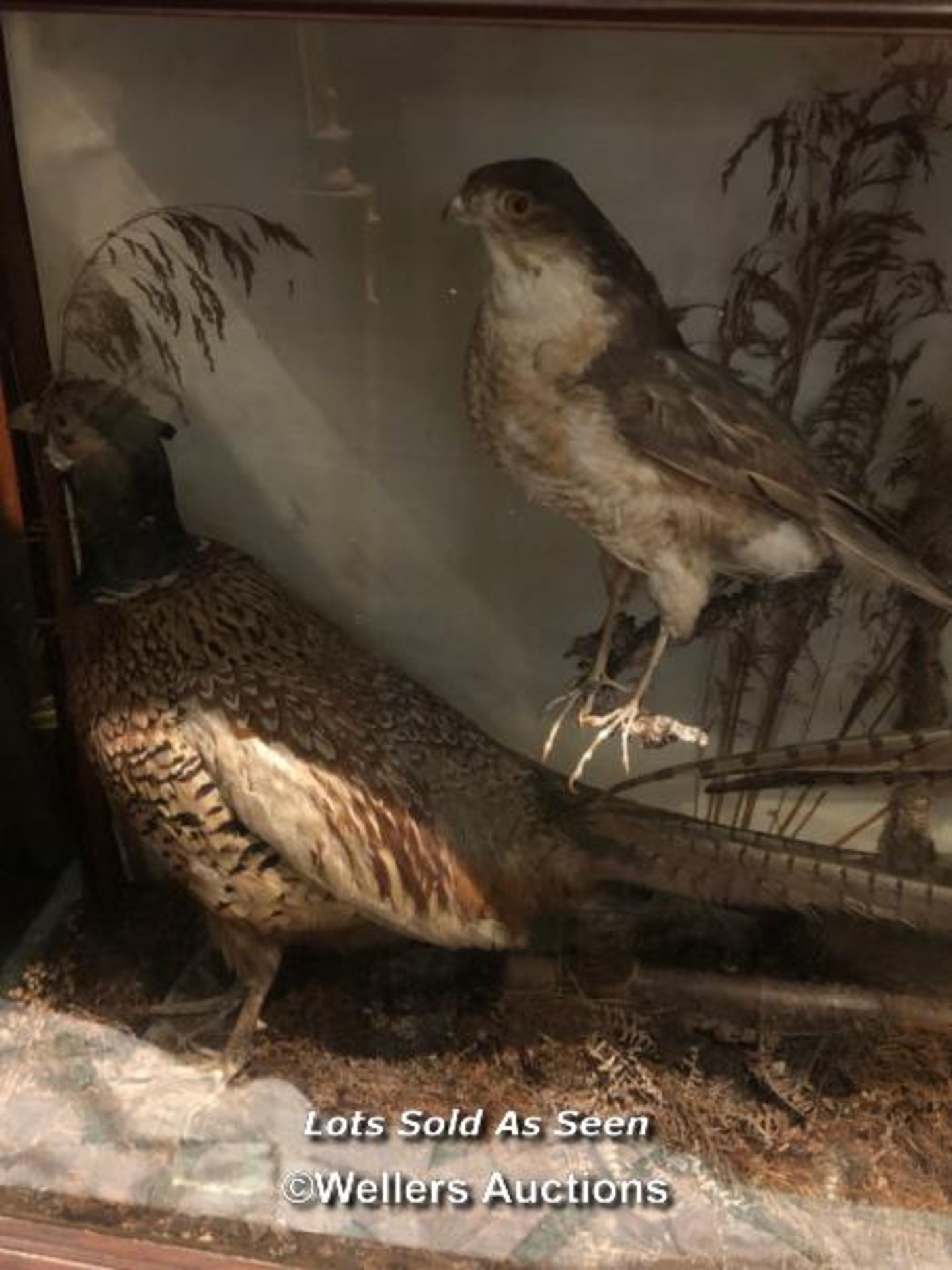 *TAXIDERMY PHEASANTS AND OTHER BIRDS AS WELL AS A SQUIRREL, 59 X 98 X 27CM / LOCATED AT VICTORIA - Image 2 of 4