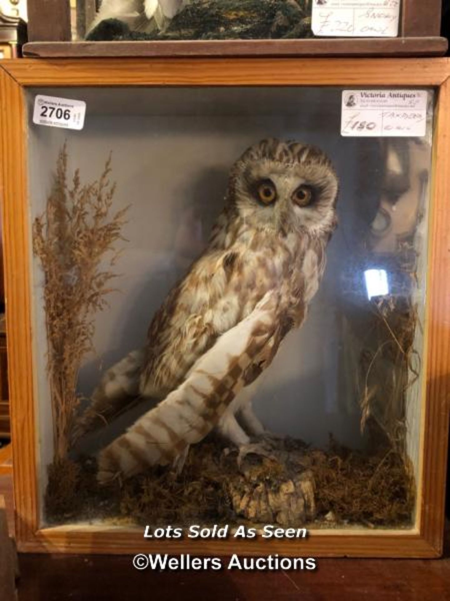 *TAXIDERMY OWL, 38 X 34.5 X 15CM / LOCATED AT VICTORIA ANTIQUES, WADEBRIDGE, PL27 7DD