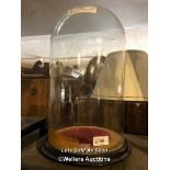 *LARGE GLASS DOME ON WOODEN BASE, 40CM HIGH, 24CM DIAMETER, DAMAGED / LOCATED AT VICTORIA
