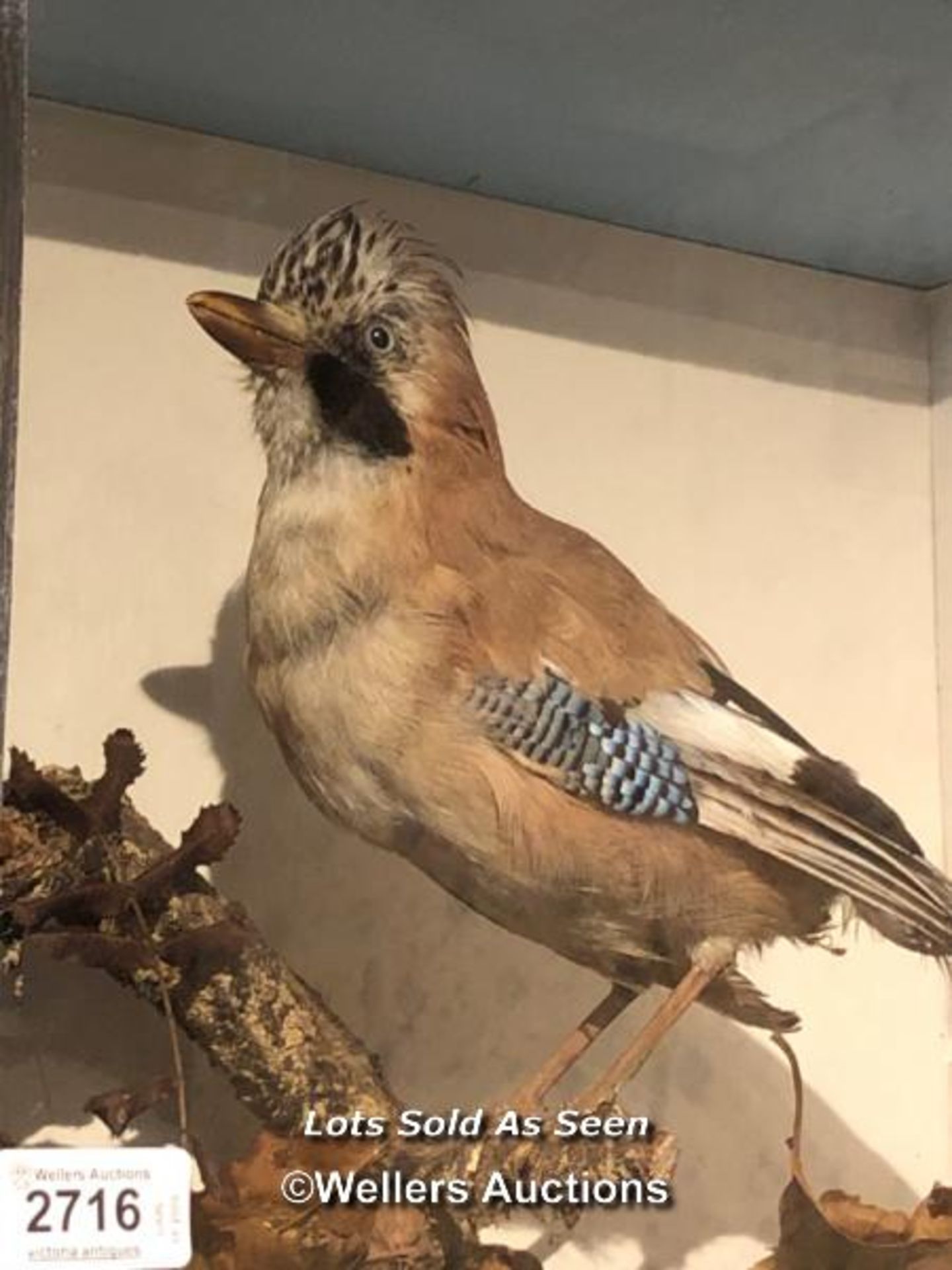 *CASED TAXIDERMY JAY, 34 X 41 X 22CM / LOCATED AT VICTORIA ANTIQUES, WADEBRIDGE, PL27 7DD - Image 2 of 2