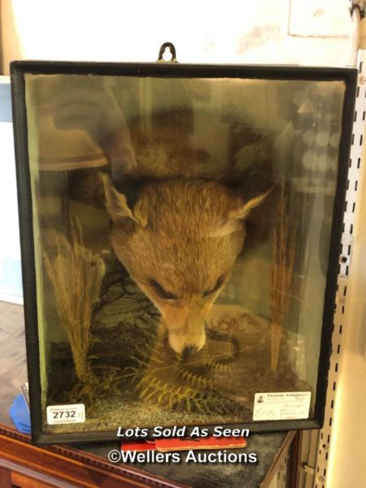 *CASED TAXIDERMY FOX HEAD, 38 X 31 X 17CM / LOCATED AT VICTORIA ANTIQUES, WADEBRIDGE, PL27 7DD