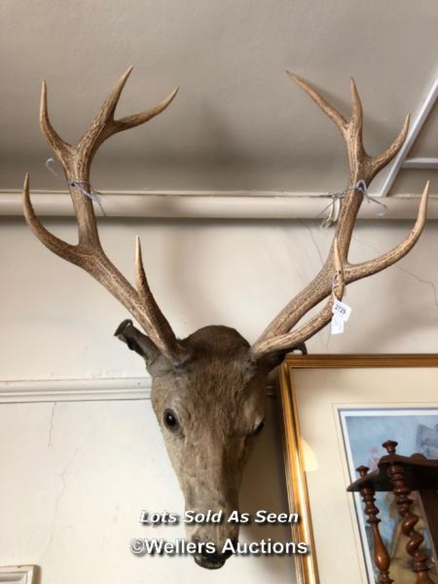 *TAXIDERMY STAG HEAD, HEIGHT 100CM FROM NOSE TO TOP OF ANTLER / LOCATED AT VICTORIA ANTIQUES,