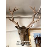 *TAXIDERMY STAG HEAD, HEIGHT 100CM FROM NOSE TO TOP OF ANTLER / LOCATED AT VICTORIA ANTIQUES,