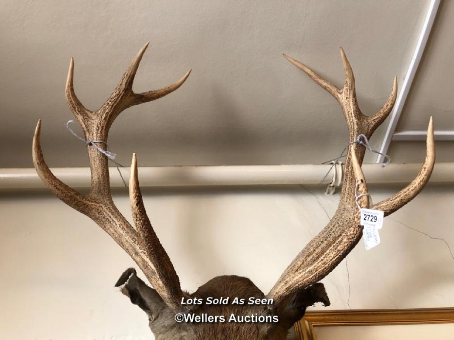 *TAXIDERMY STAG HEAD, HEIGHT 100CM FROM NOSE TO TOP OF ANTLER / LOCATED AT VICTORIA ANTIQUES, - Image 3 of 3