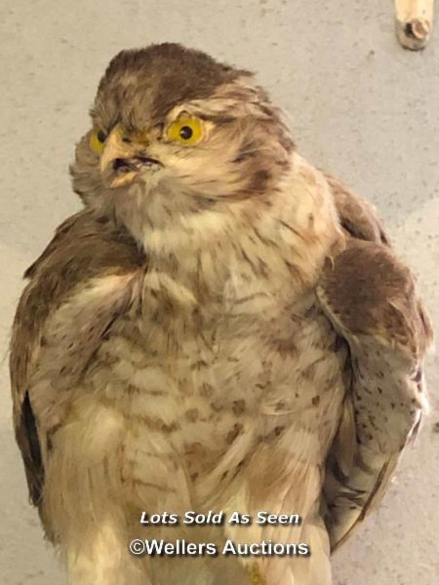 *TAXIDERMY SPARROW HAWK WITHOUT CASE, 27CM HIGH / LOCATED AT VICTORIA ANTIQUES, WADEBRIDGE, PL27 - Image 2 of 2