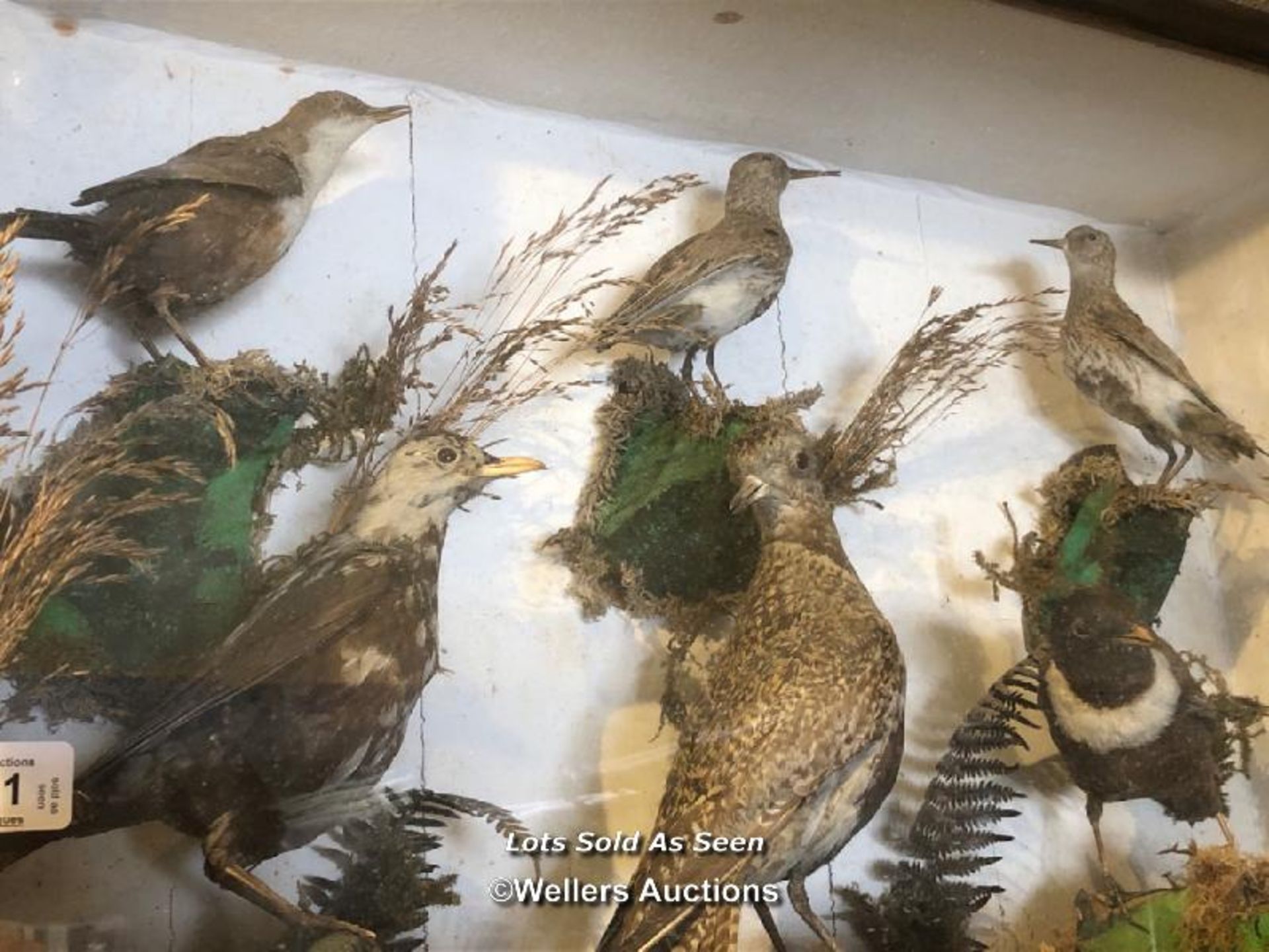 *SIX CASED TAXIDERMY BIRDS, 37 X 69 X 20CM / LOCATED AT VICTORIA ANTIQUES, WADEBRIDGE, PL27 7DD - Image 2 of 3