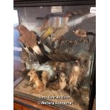 *COLLECTION OF ELEVEN TAXIDERMY ANIMALS INCLUDING OWL, ROBIN, SQUIRREL AND JAY IN A LARGE CASE, 68 X