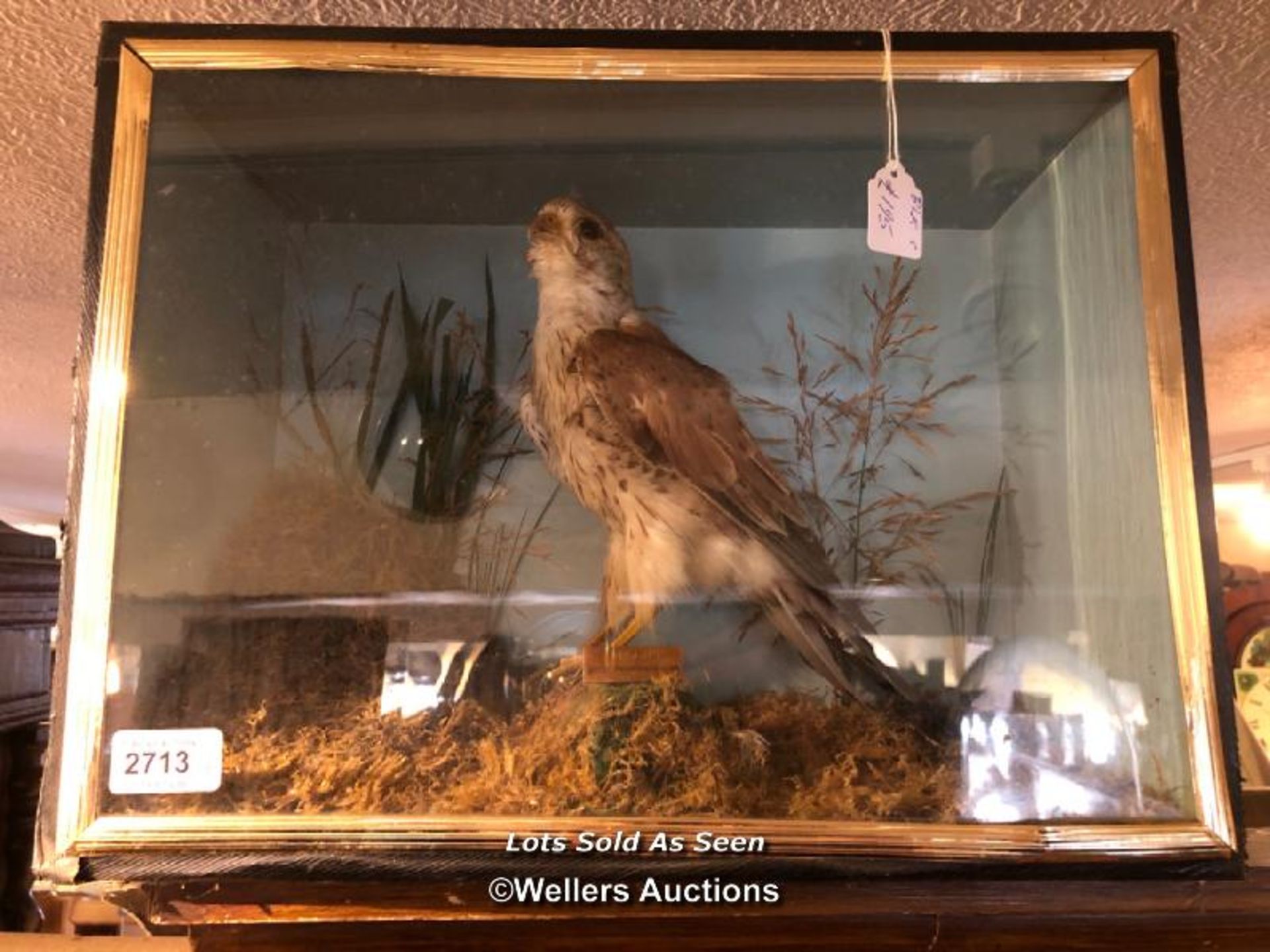 *TAXIDERMY KESTREL, 32 X 42 X 19CM / LOCATED AT VICTORIA ANTIQUES, WADEBRIDGE, PL27 7DD