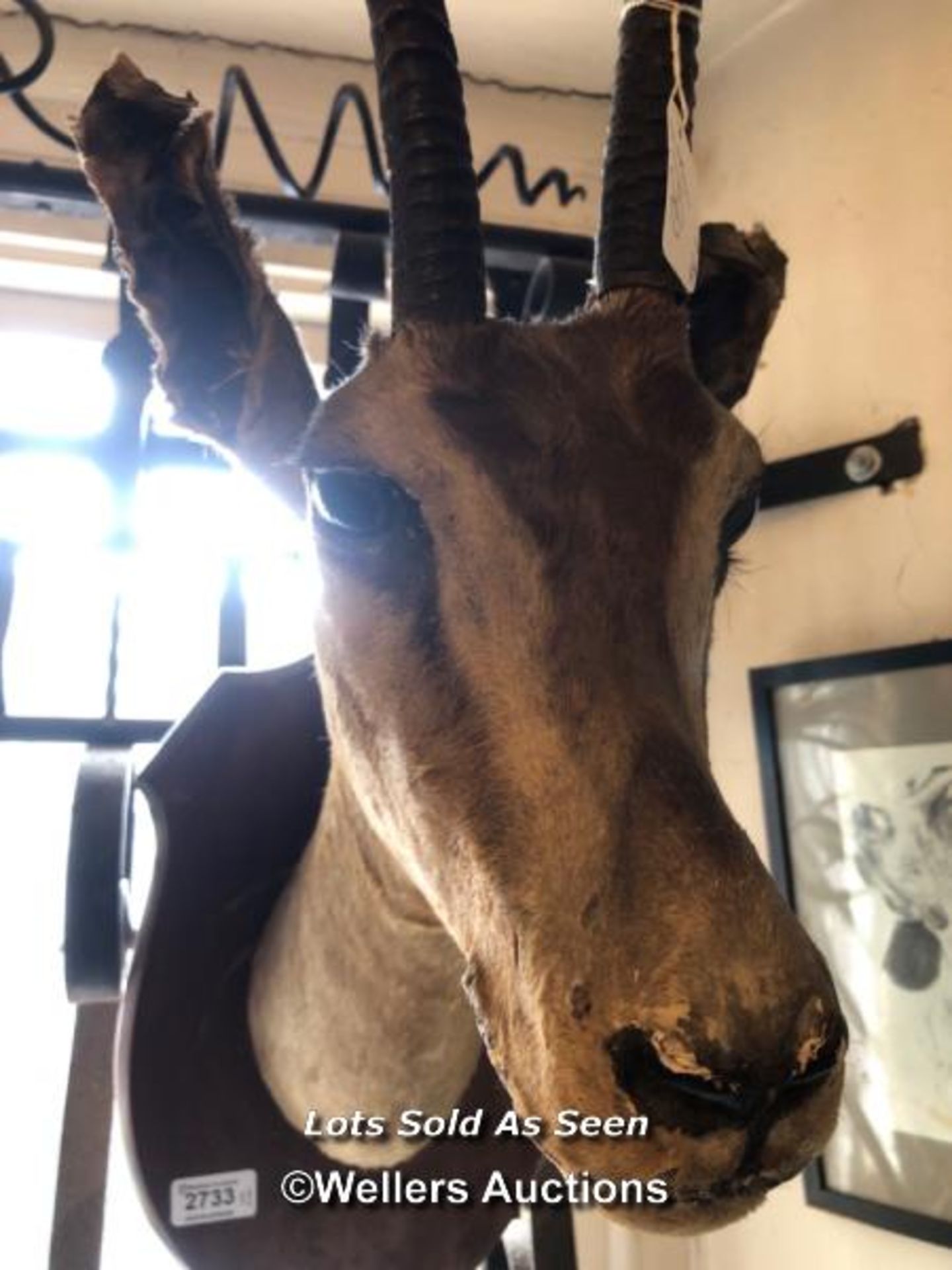 *MOUNTED TAXIDERMY GAZELLE HEAD, 65CM HIGH / LOCATED AT VICTORIA ANTIQUES, WADEBRIDGE, PL27 7DD - Image 2 of 2