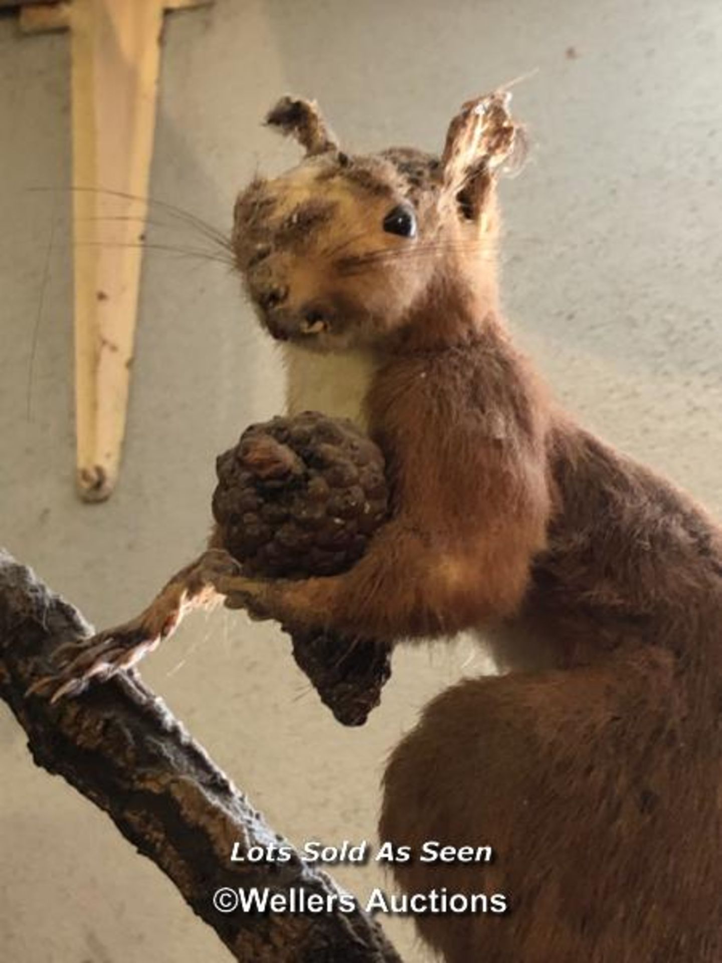 *TAXIDERMY SQUIRREL WITHOUT CASE, 36CM HIGH / LOCATED AT VICTORIA ANTIQUES, WADEBRIDGE, PL27 7DD - Image 2 of 2