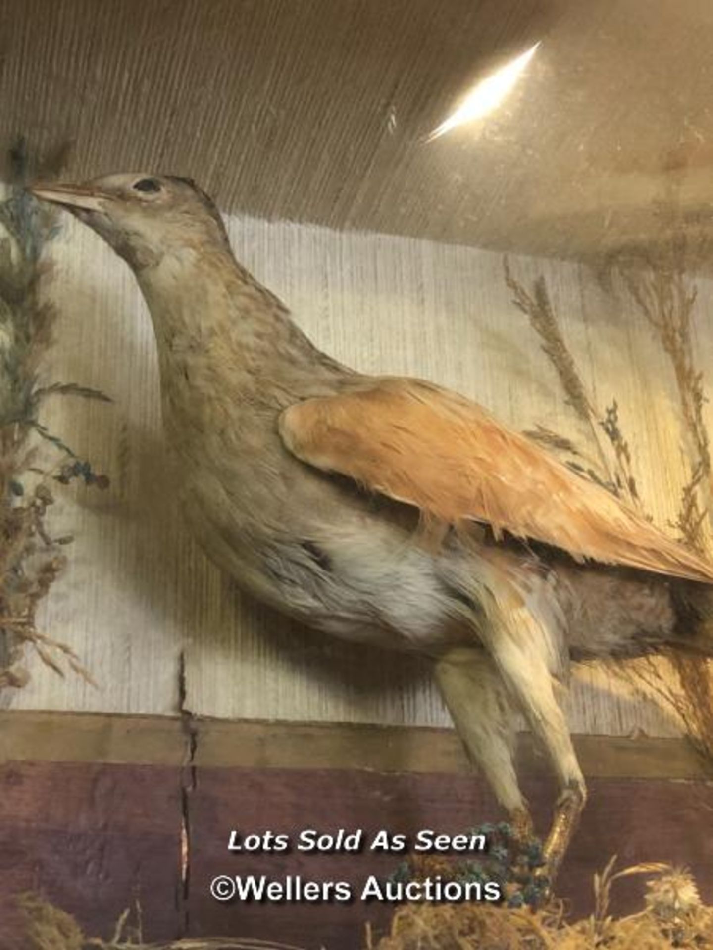 *TAXIDERMY CORNCRAKE IN CASE, 30 X 30 X 17CM / LOCATED AT VICTORIA ANTIQUES, WADEBRIDGE, PL27 7DD - Image 2 of 2