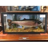 *TAXIDERMY RAINBOW TROUT IN CASE, 29.5 X 61 X 13CM / LOCATED AT VICTORIA ANTIQUES, WADEBRIDGE,