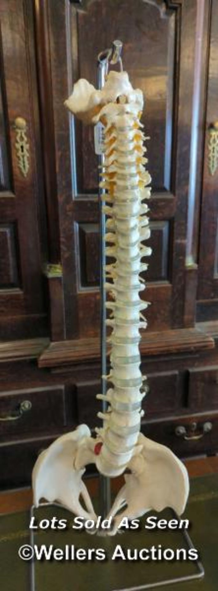 *ANATOMICAL TEACHING AID - HUMAN SPINE / LOCATED AT VICTORIA ANTIQUES, WADEBRIDGE, PL27 7DD