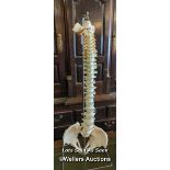 *ANATOMICAL TEACHING AID - HUMAN SPINE / LOCATED AT VICTORIA ANTIQUES, WADEBRIDGE, PL27 7DD