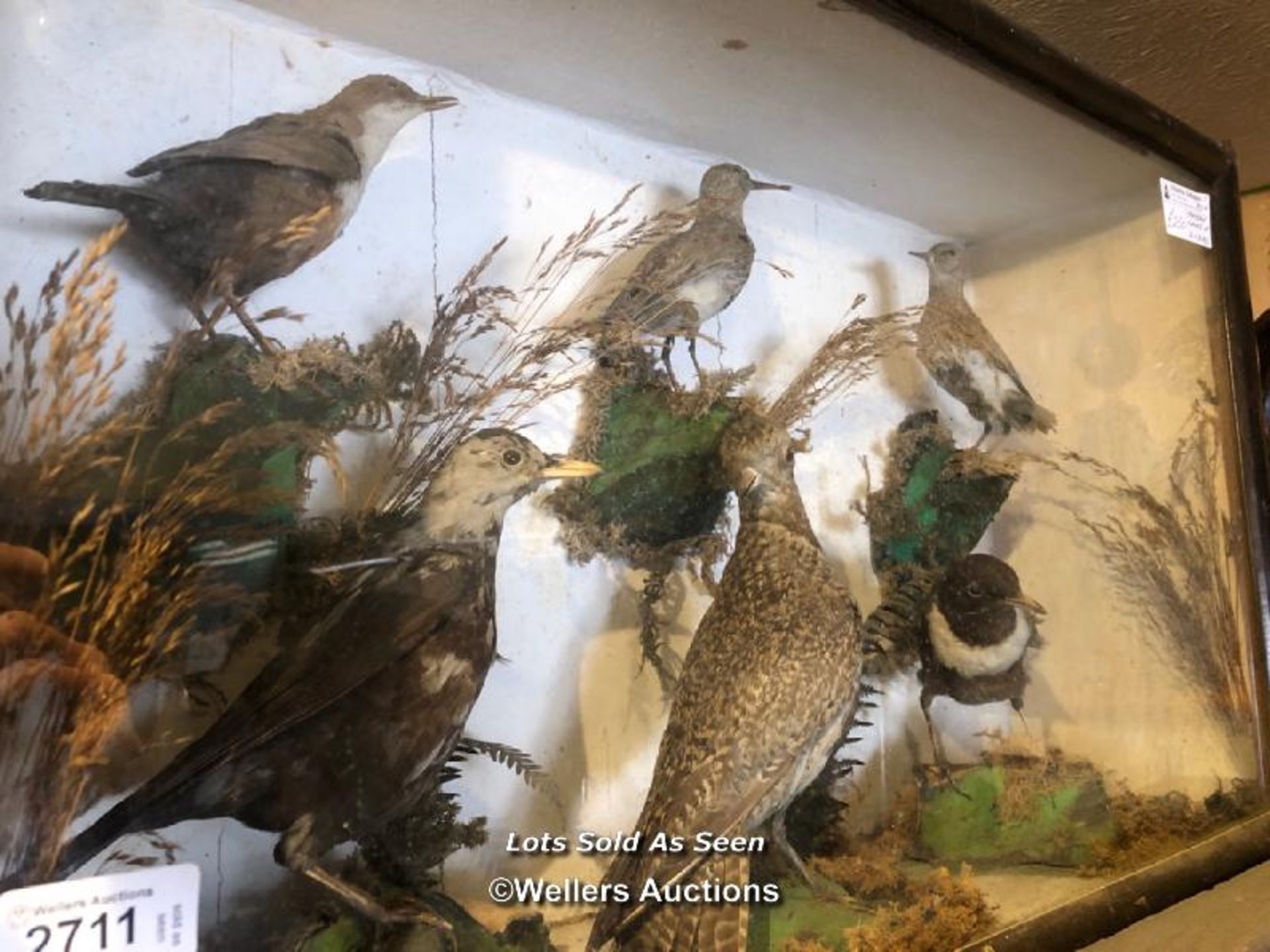 *SIX CASED TAXIDERMY BIRDS, 37 X 69 X 20CM / LOCATED AT VICTORIA ANTIQUES, WADEBRIDGE, PL27 7DD - Image 3 of 3