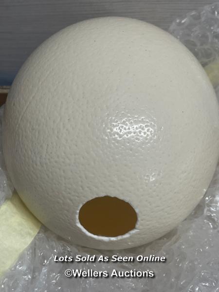 *ELEVEN GENUINE BLOWN OSTRICH EGGS ALL IN GOOD CONDITION - Image 2 of 2