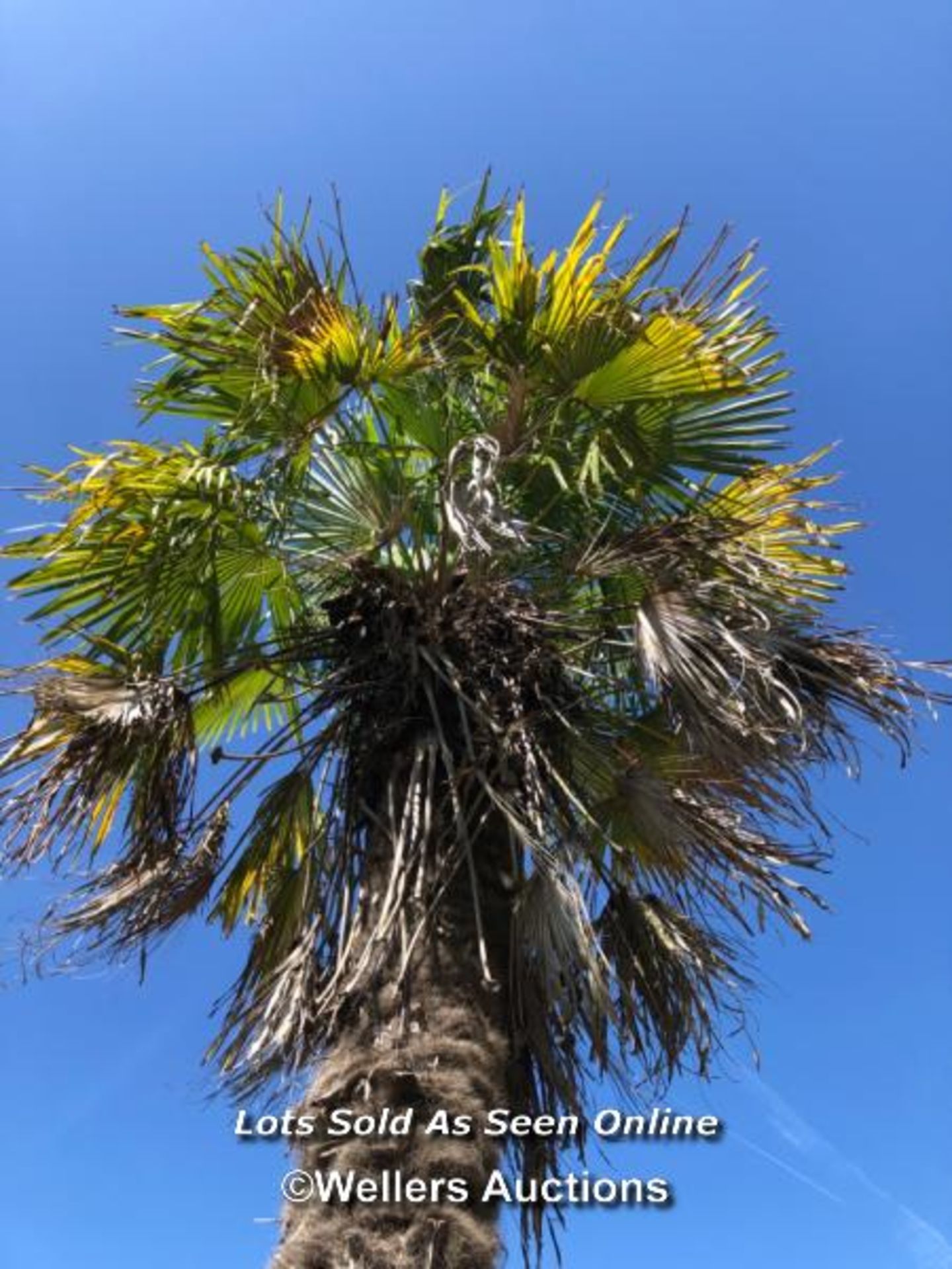 (NO VAT) PALM TREE, BUYER MUST PROVIDE SUITABLE LABOUR, EQUIPMENT AND TRANSPORT FOR REMOVAL AND COL - Image 3 of 6