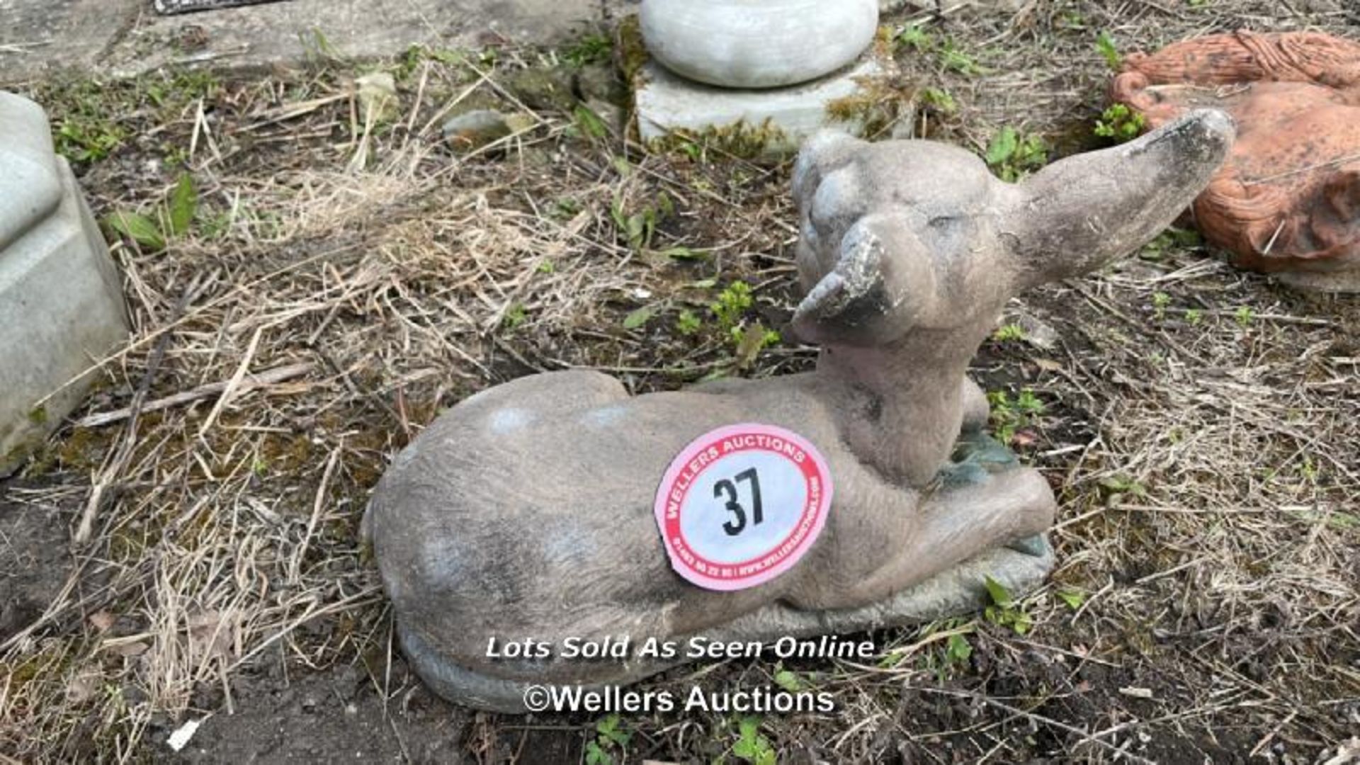 *YOUNG DEER, 30CM (H) X 40CM (L) / COLLECTION LOCATION: ALBOURNE (BN6), FULL ADDRESS AND CONTACT - Image 2 of 3