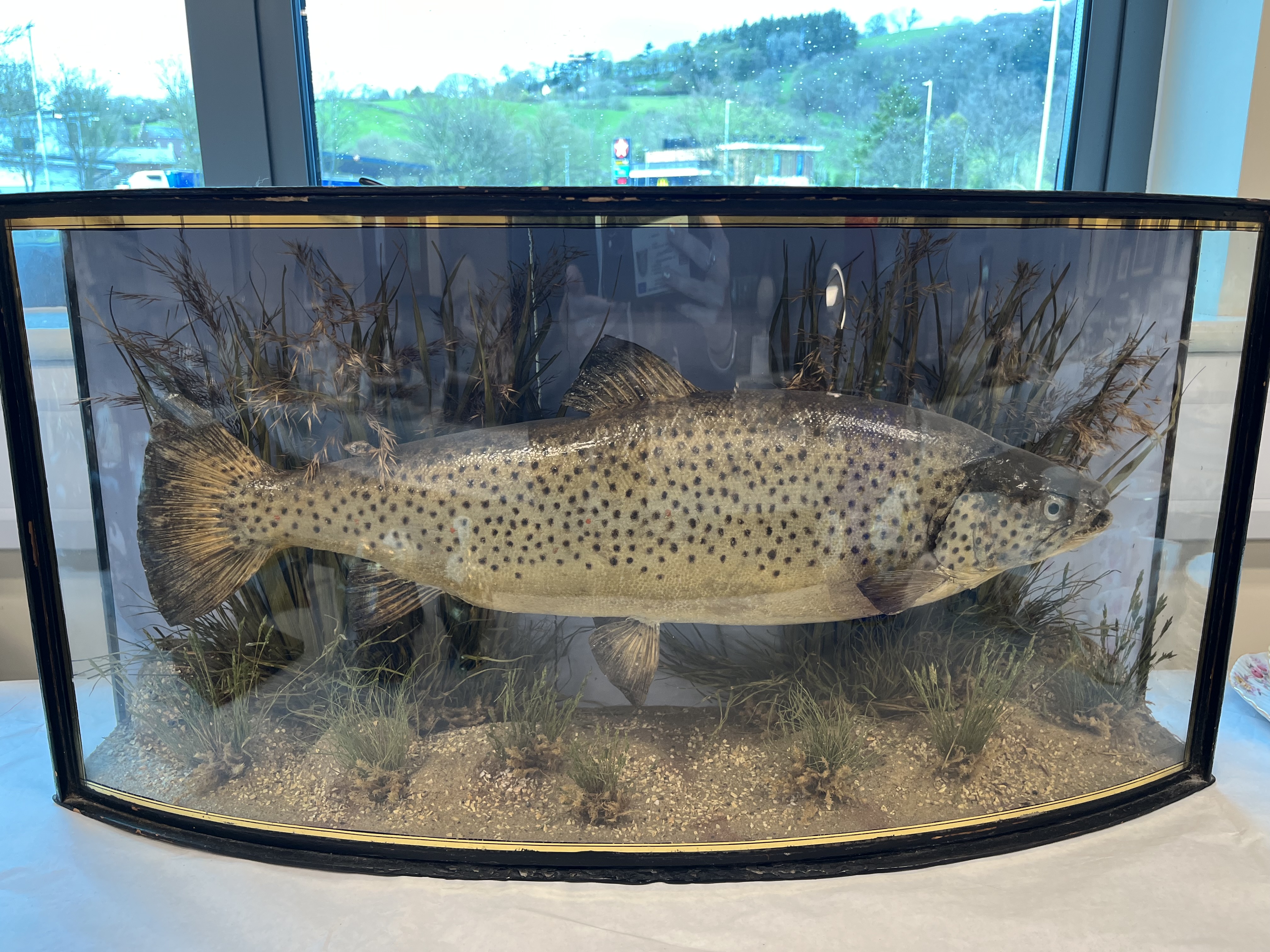 19 CENTURY TAXIDERMY TROUT