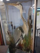 LARGE CASED TAXIDERMY OF A HERON