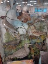 LARGE TAXIDERMY STUDY OF BIRDS