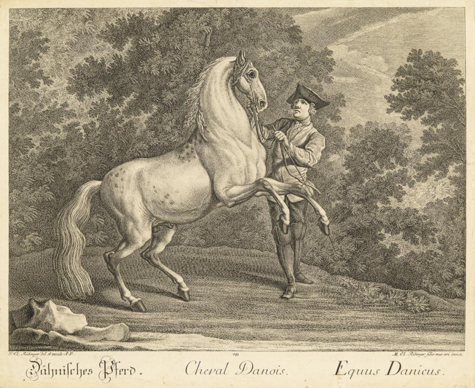 RIDINGER, Johann Elias (1698 Ulm - 1767 Augsburg). "Dähnisches Pferd".