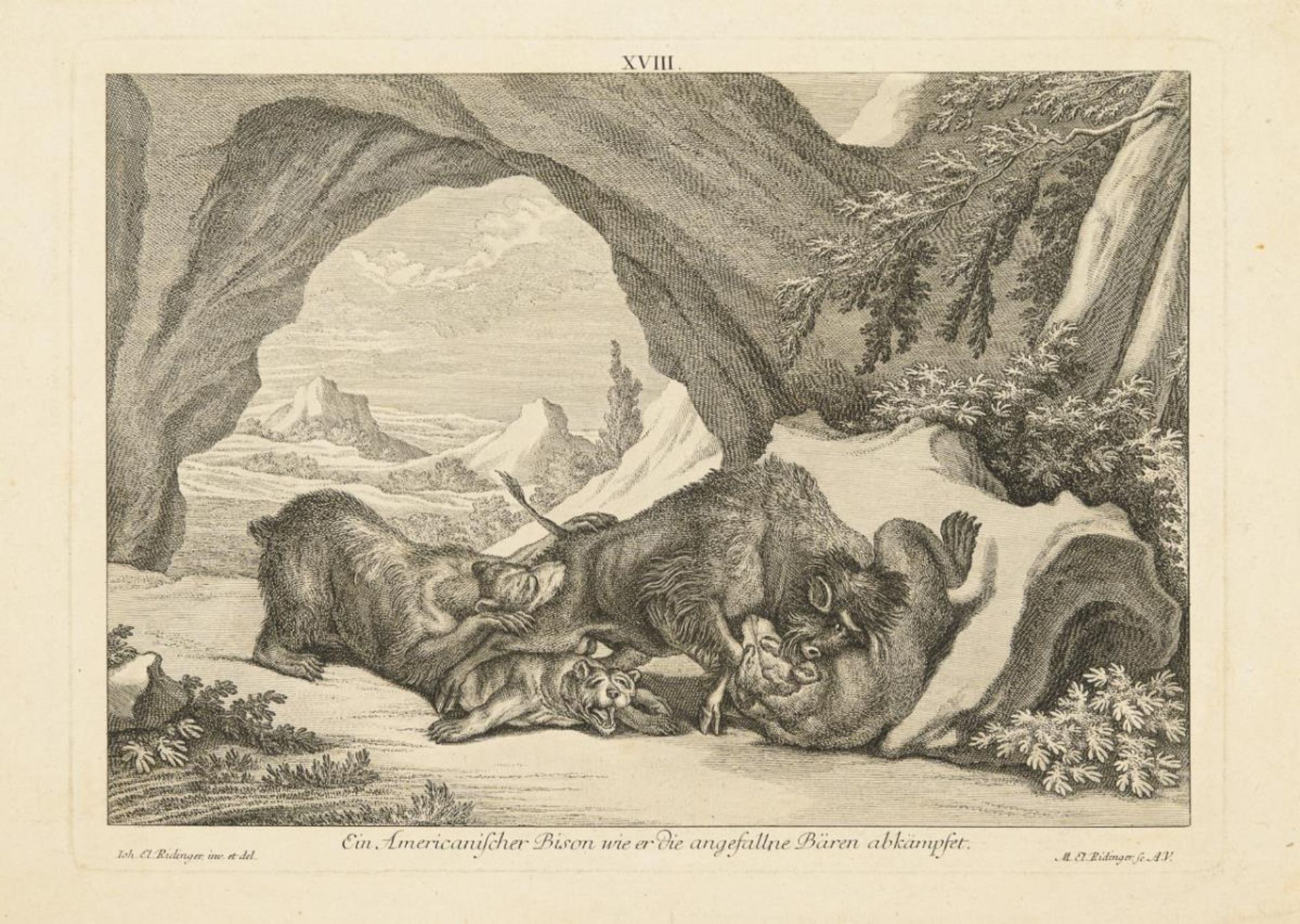 IDINGER, Johann Elias (1698 Ulm - 1767 Augsburg). "Ein americanischer Bison wie er die angefallenen