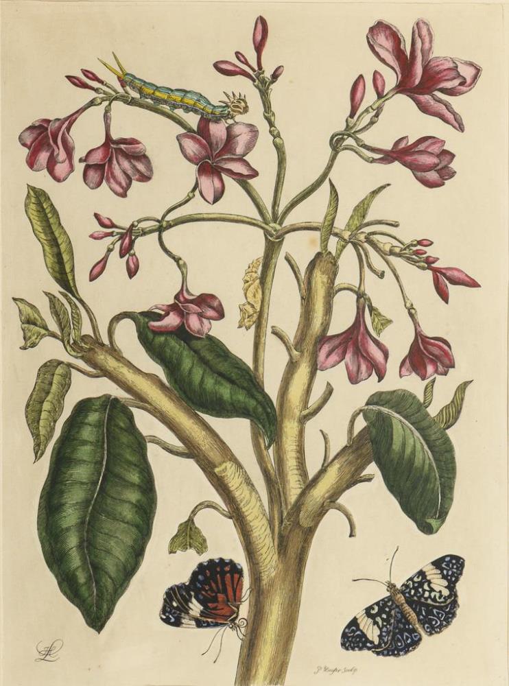 MERIAN, Maria Sibylla (nach) (1647 Frankf./Main - 1717 Amsterdam). 3 botanische Illustr.| s.Nachtrag - Image 2 of 4