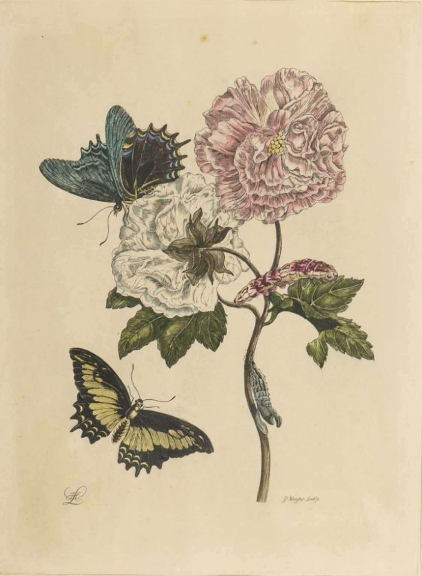 MERIAN, Maria Sibylla (nach) (1647 Frankf./Main - 1717 Amsterdam). 3 botanische Illustr.| s.Nachtrag - Bild 4 aus 4