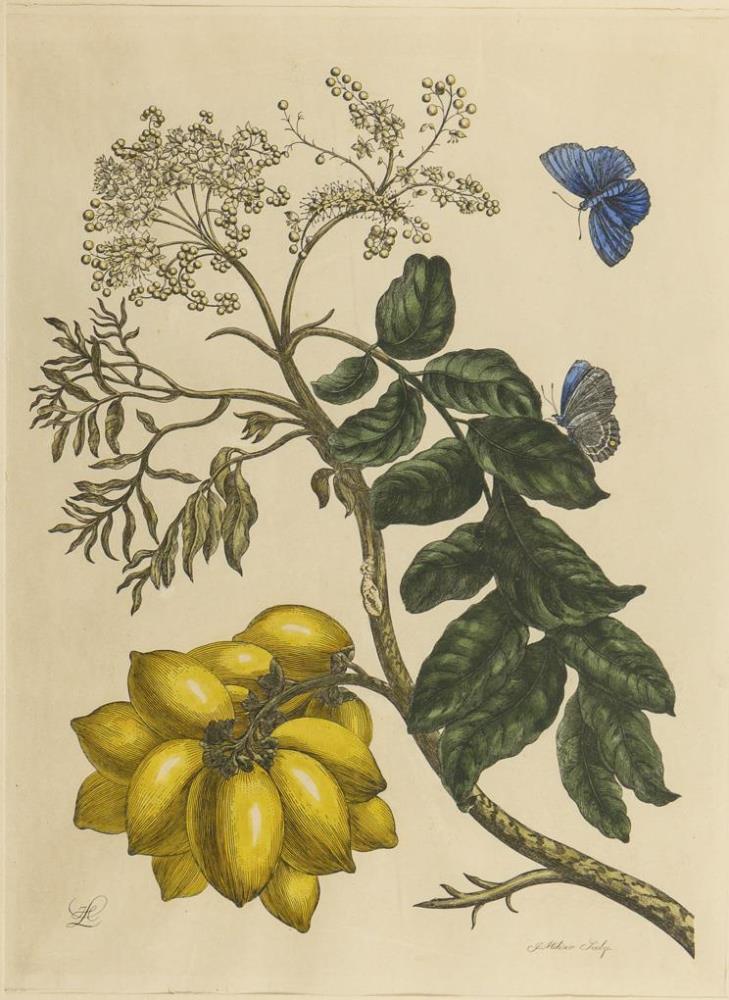 MERIAN, Maria Sibylla (nach) (1647 Frankf./Main - 1717 Amsterdam). 3 botanische Illustr.| s.Nachtrag - Image 3 of 4