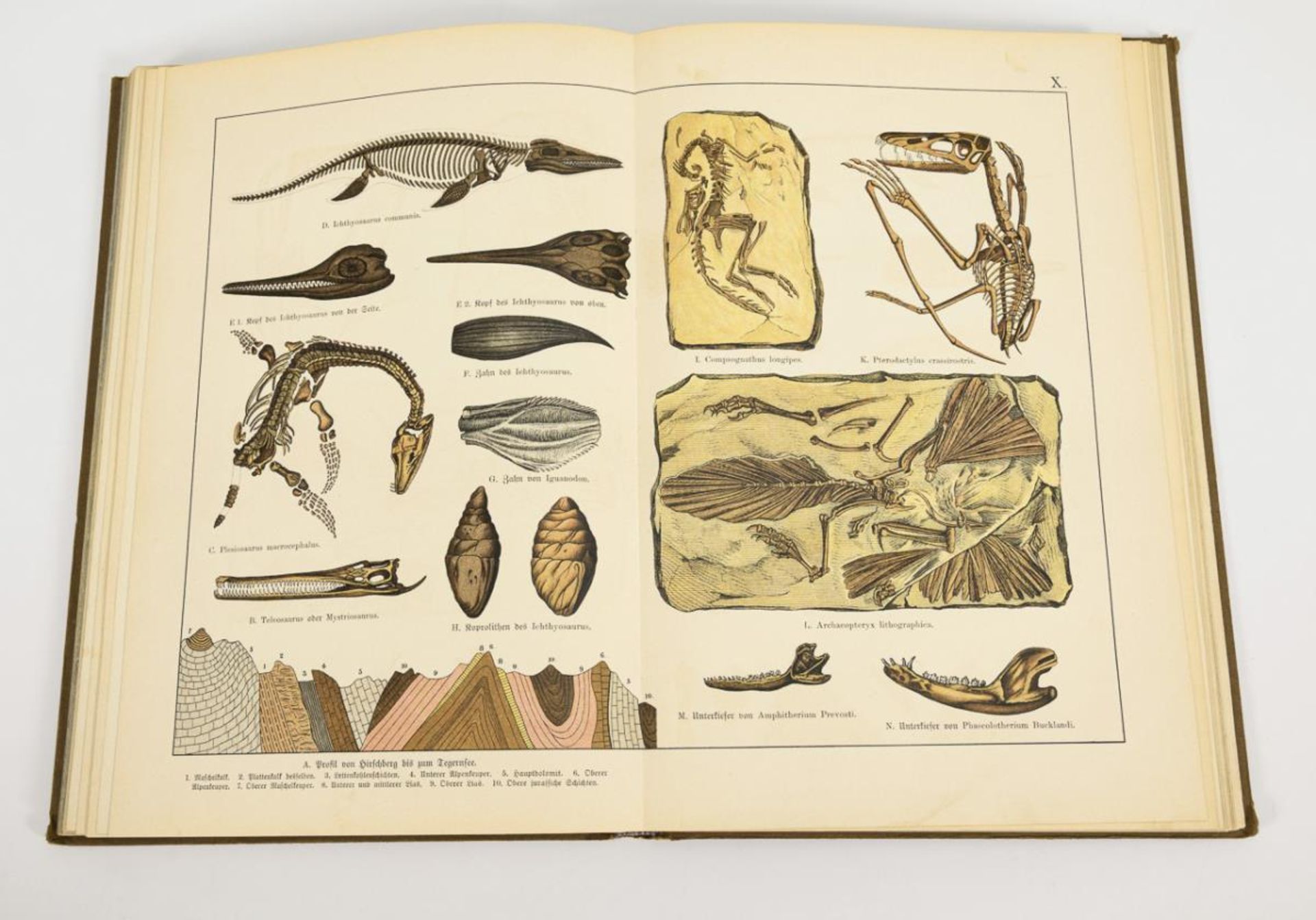 SCHUBERT, G.H. von. "Naturgeschichte Geologie, Mineralreich, Paläontologie". - Image 3 of 4