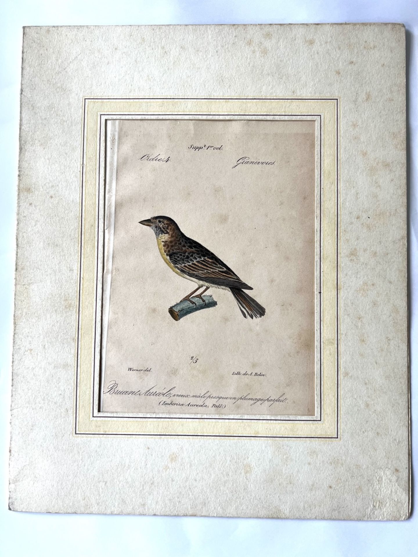 3 Lithografien, handcoloriert Vogelmotiv - Bild 4 aus 8