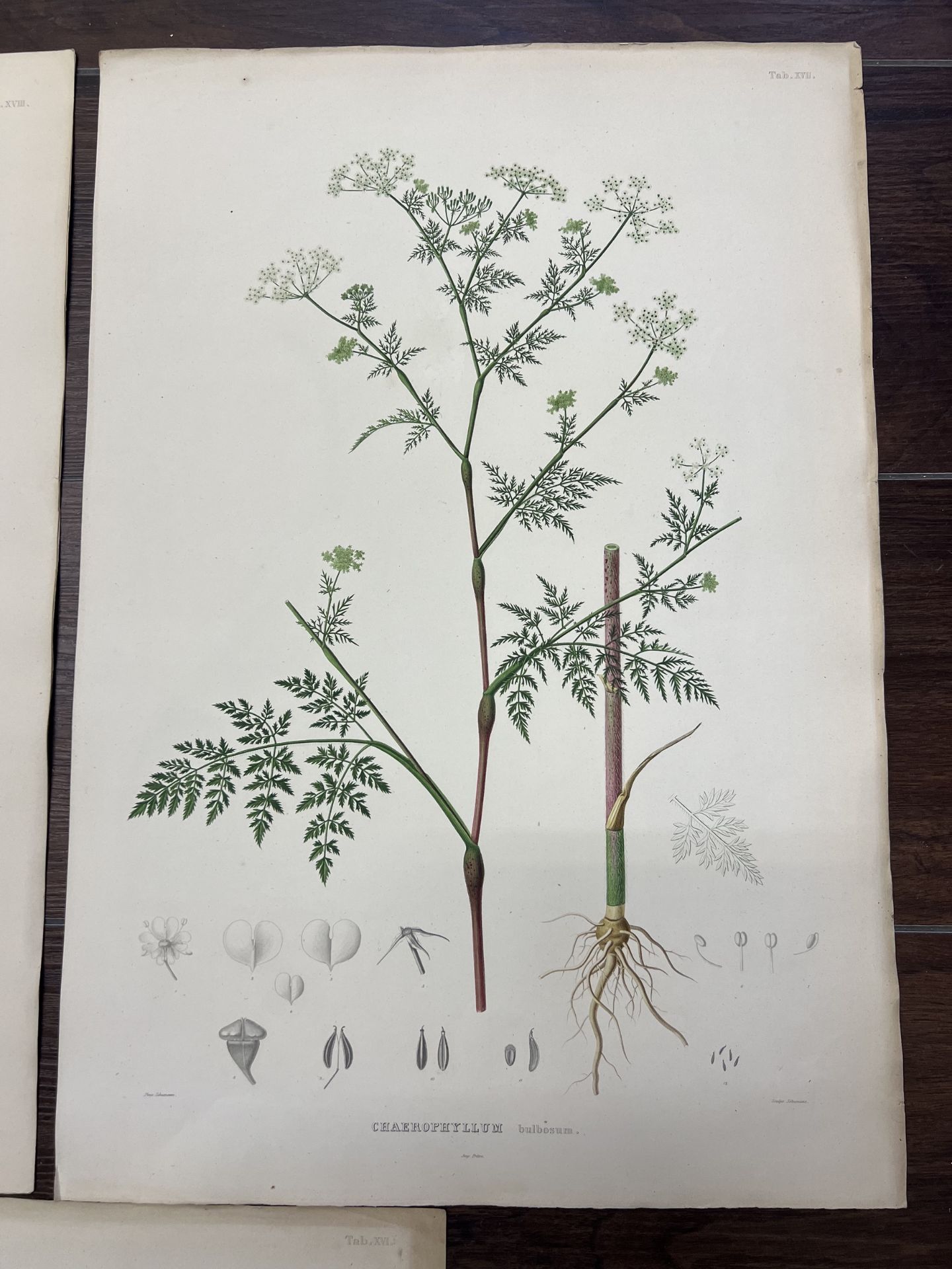 "Wissenschaftliche Blätter über Pflanzen" - Bild 5 aus 6