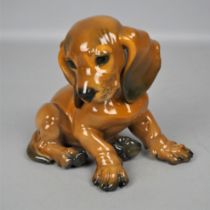 Rosehthal, dachshund puppy, c. 1950