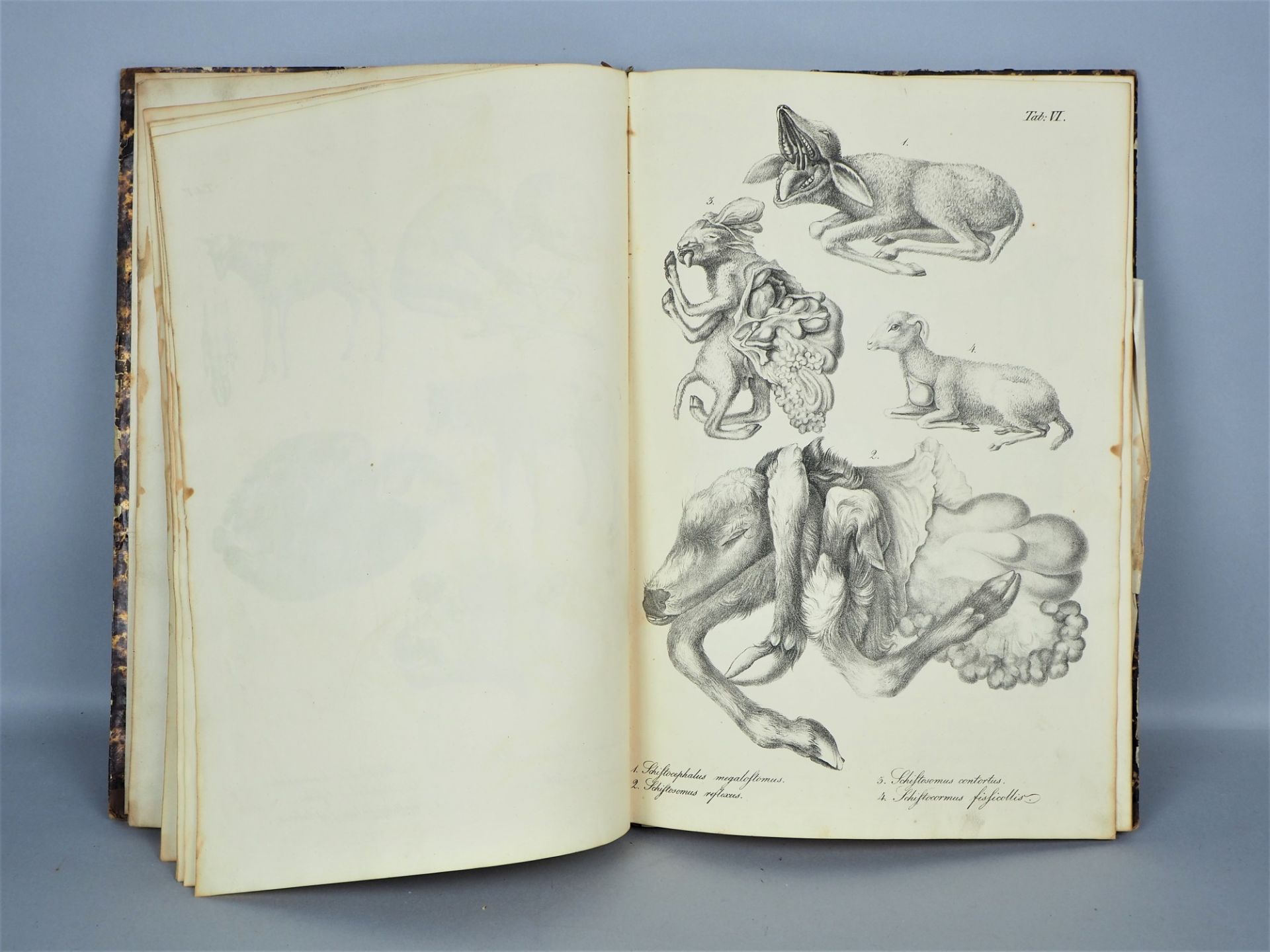 Tabellen zu Dr. Gurlt´s Lehrbuch der pathologischen Anatomie der Haus-Säugethiere, um 1830 - Bild 4 aus 4