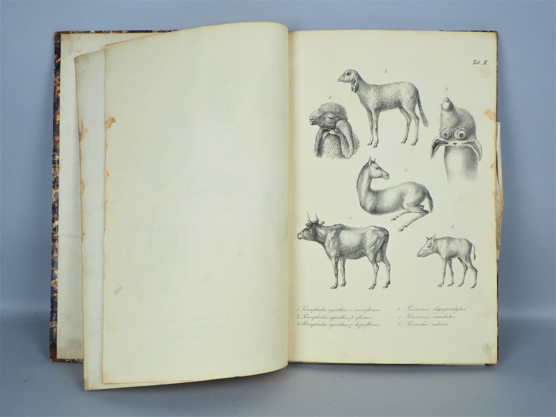 Tabellen zu Dr. Gurlt´s Lehrbuch der pathologischen Anatomie der Haus-Säugethiere, um 1830 - Bild 3 aus 4