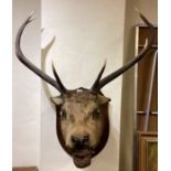 A large mounted taxidermy model of a stags head.