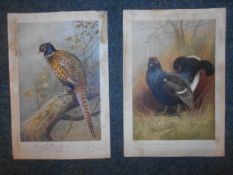 ARCHIBALD THORBURN: Two bird prints.