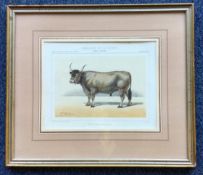 A pair of framed and glazed French animal prints depicting prize cows.