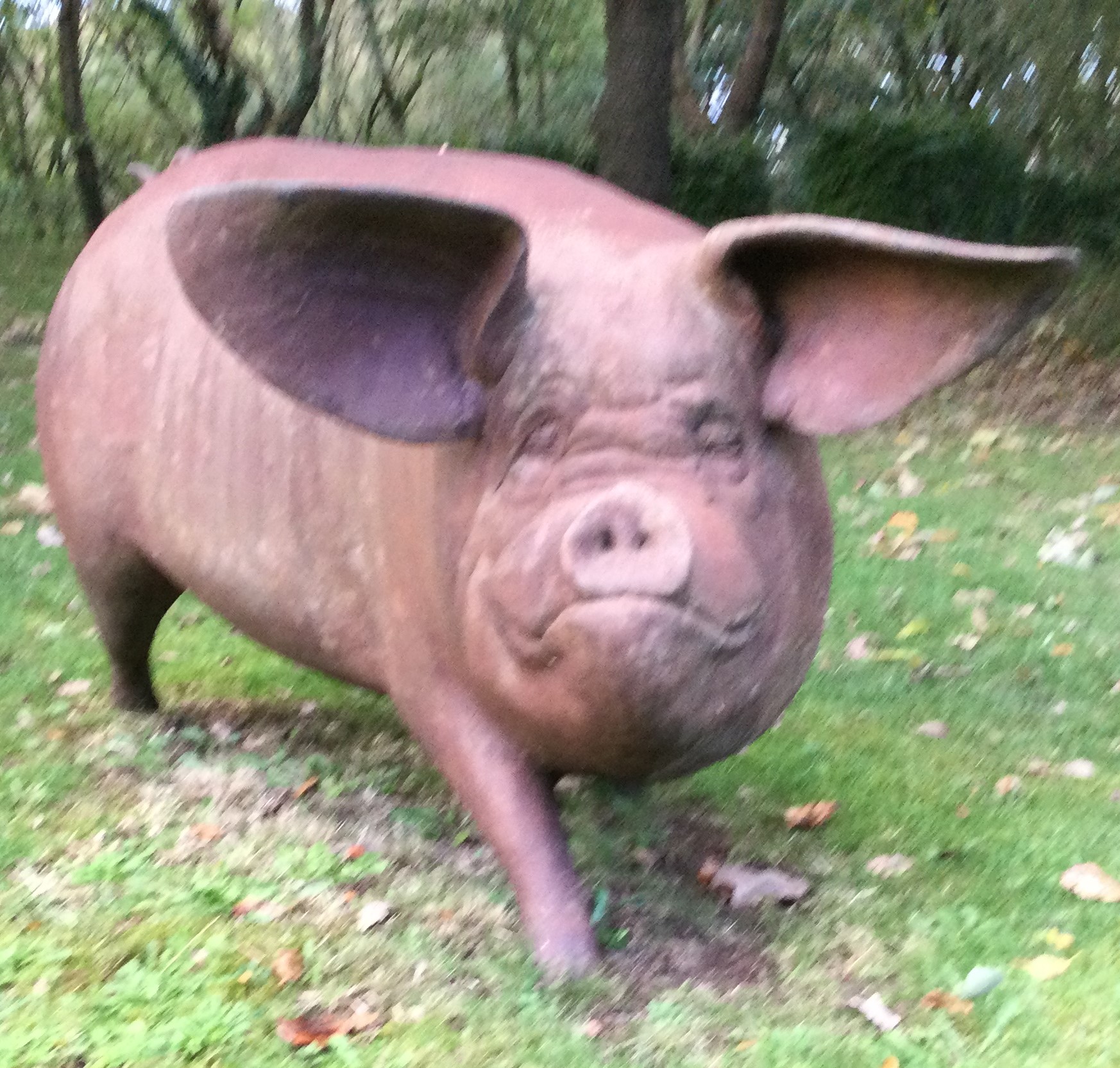 A massive garden ornament in the form of a pig with outstretched ears. - Image 2 of 3