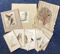 A selection of Natural History bird plates together with others.