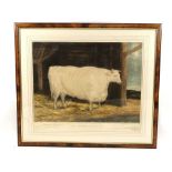 William Ward (1766-1826) after George Garrard (1760-1826), 'The Durham White Ox', coloured