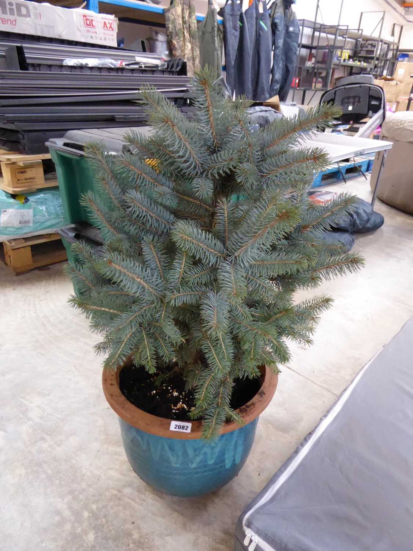 Super blue eyes picea