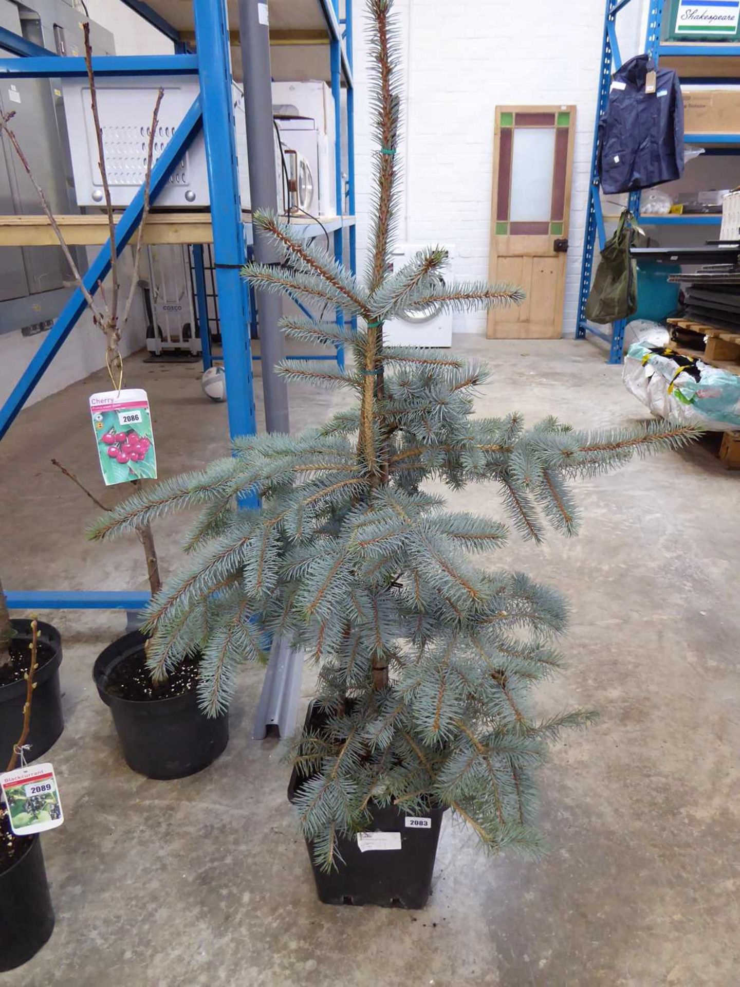 Baby blue eyes picea