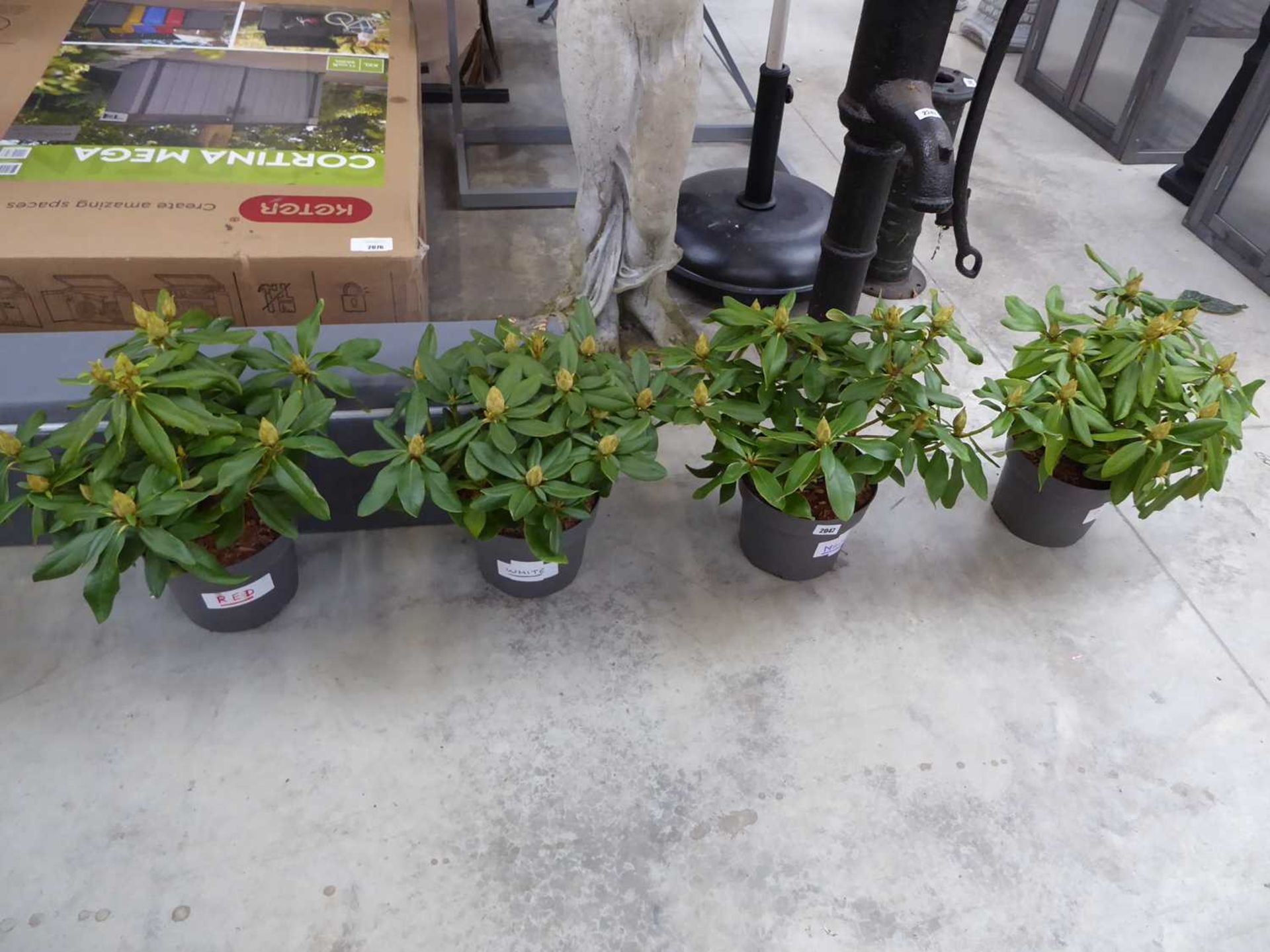 4x potted rhododendrons