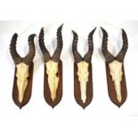A set of four trophy hartebeest antlers and skulls, each mounted on an oak shield with a red ink