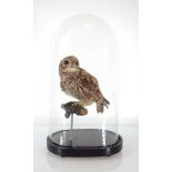 An early 20th century taxidermy little owl standing on a branch, under a glass dome, h. 36 cm