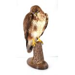 An early 20th century taxidermy buzzard standing on a branch and oak plaque/stand, h. 50 cm