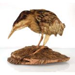 A taxidermy bittern standing on a naturalistic log, h. 36 cm