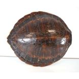 A Victorian Green Turtle (Chelonia mydas) shell, 58 x 52 cmCITES Article 10 Transaction Specific